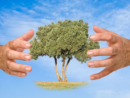 Hands protecting treeの写真素材