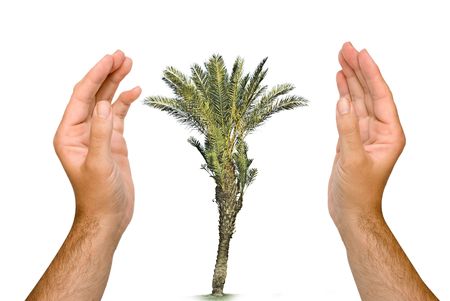 Hands protecting palmの写真素材
