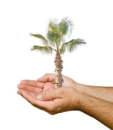 Palm in hands on white backgroundの写真素材