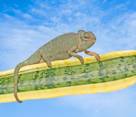 Chameleon on a leafの写真素材