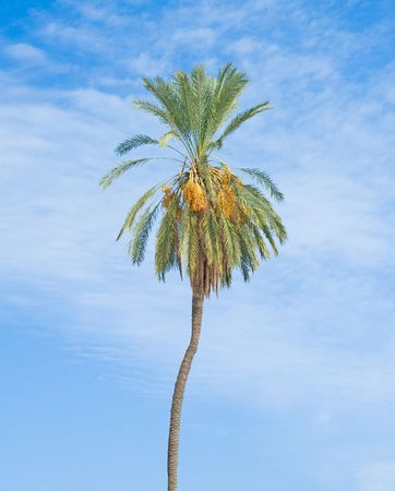 date palmの写真素材