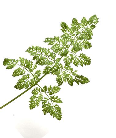 plant isolated on white background
