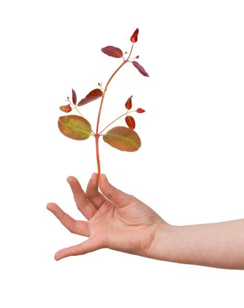 Hand with a twigの写真素材