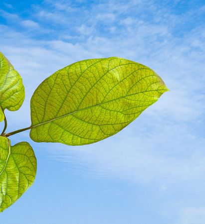 Branch of avocado treeの写真素材