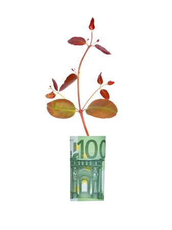 Tree growing from euro billの写真素材