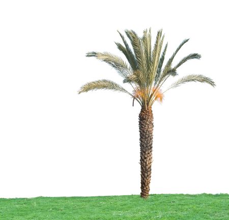 Palm treeの写真素材