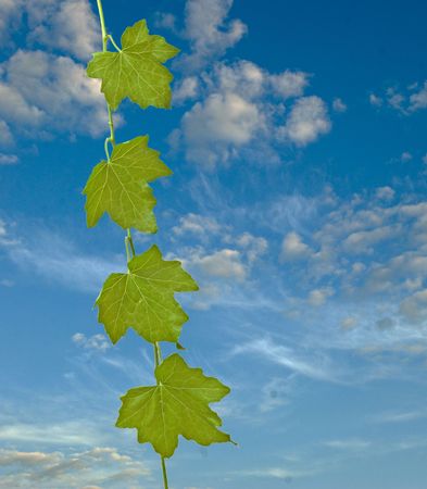 vine on sky backgroundの写真素材