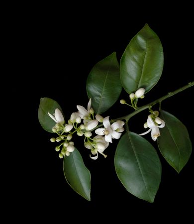 Orange flowers isolated on black backgroundの写真素材