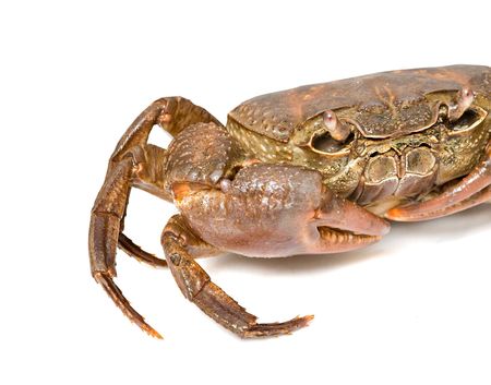 semi-terrestrial freshwater crab