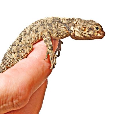 Agama on fingerの写真素材