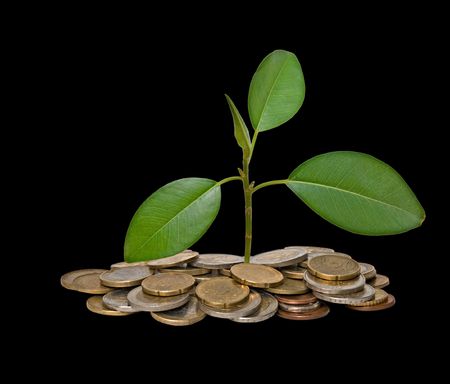 tree growing from pile of coins