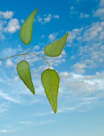 eucalyptus branch on sky backgroundの写真素材