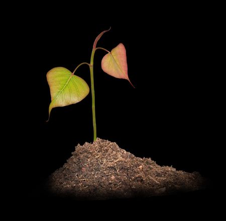 Tree in soilの写真素材