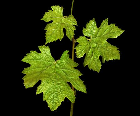 Vine isolated on black backgroundの写真素材