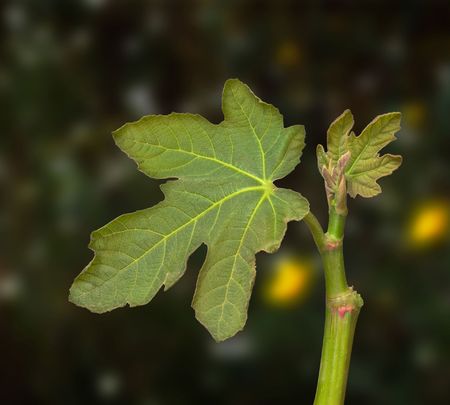 Branch