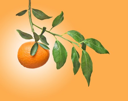 Tangerines on branchの写真素材