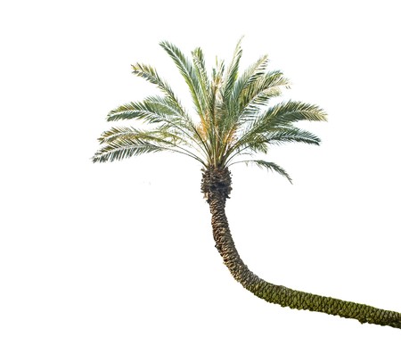 Palm treeの写真素材