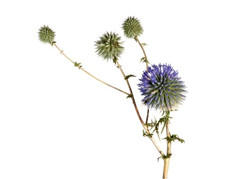 flowerの写真素材