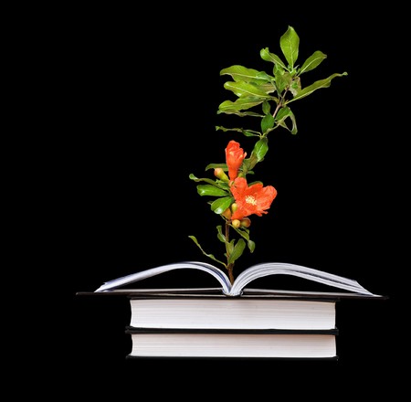 flower growing from an open book