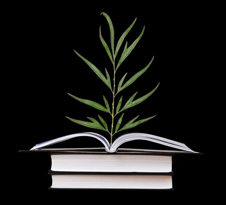 Tree seedling growing from an open bookの写真素材