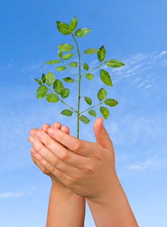  sprout in palms as a symbol of nature protectionの写真素材