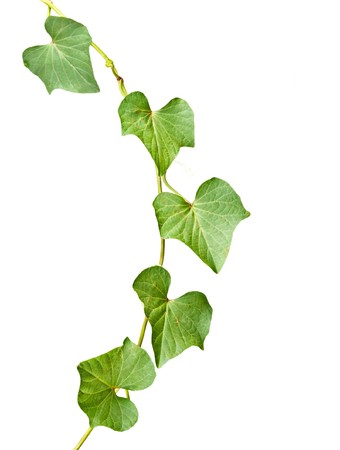 ivy isolated on white backgroundの写真素材