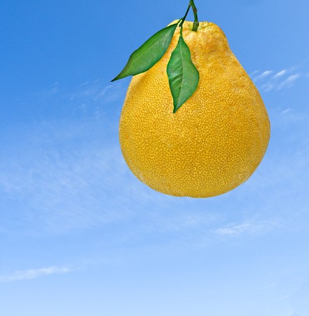 Pomeloの写真素材