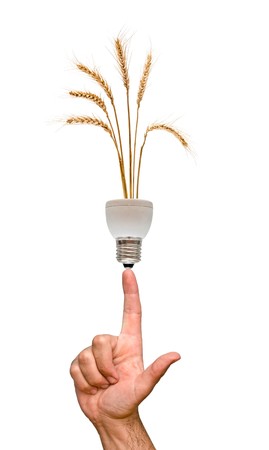 Wheat growing from base of fluorescent lampの写真素材