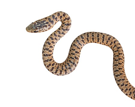 Close up of snake 