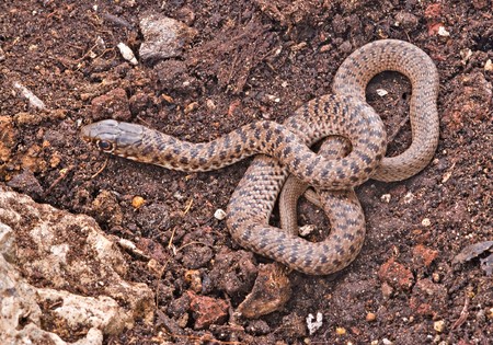 Close up of snake の写真素材