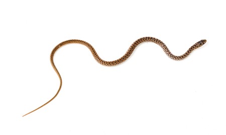 Close up of snake の写真素材