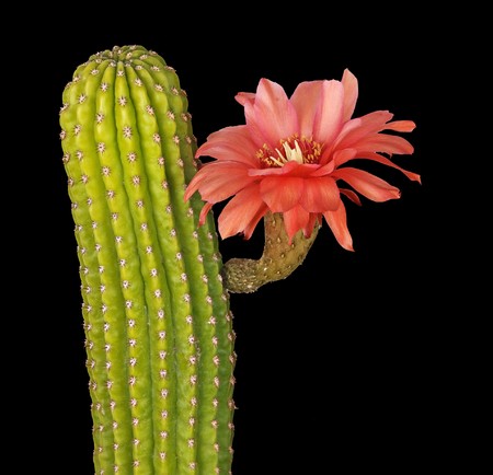 Cactus with red flowers isolated on black backgroundの写真素材