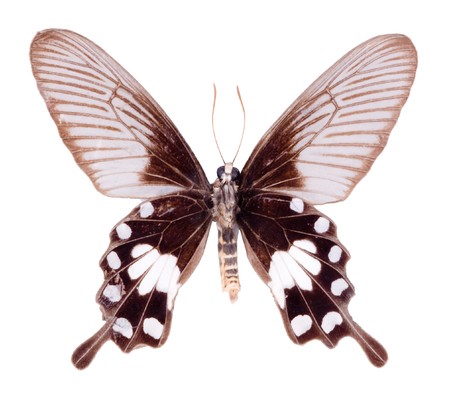 butterfly isolated on white backgroundの写真素材