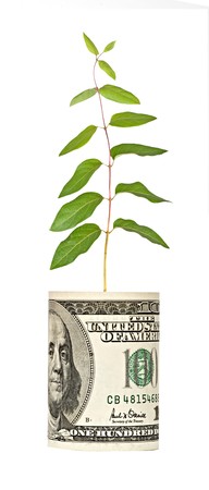 Tree shoot growing from dollar billの写真素材