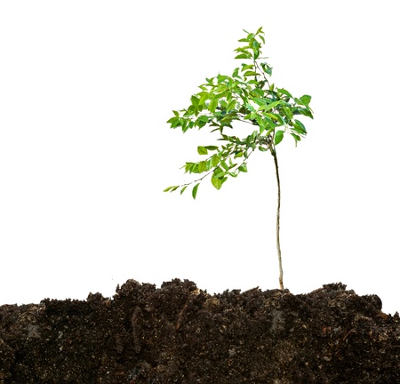 seedling growing from soil