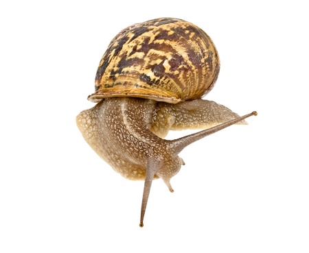 Clsoe up of Burgundy (Roman) snail isolated on white backgroundの写真素材