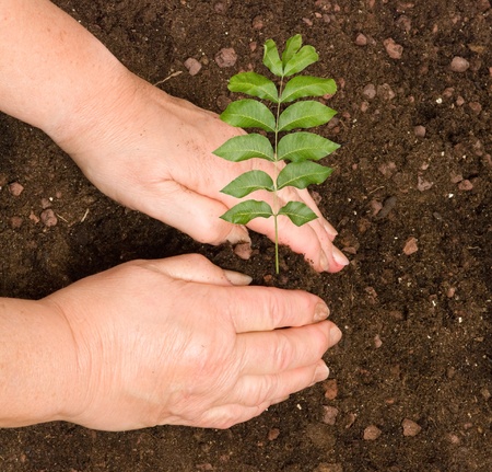 Planting a tree