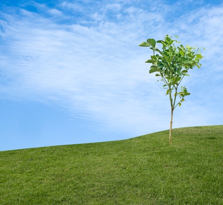 Tree at meadowの写真素材