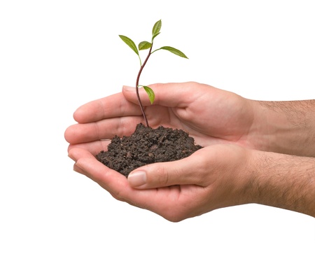 avocado tree seedling in hands as a symbol of nature protection