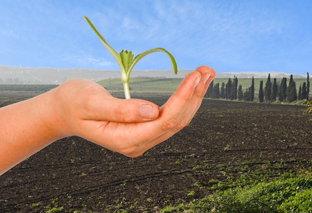 Seedling in hand