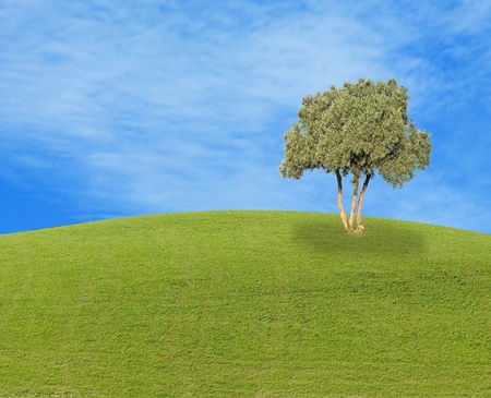 Olive tree at meadow                の写真素材