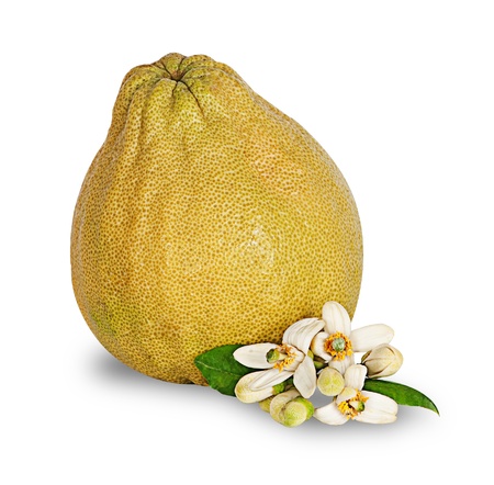 Pomelo isolated on white backgroundの写真素材