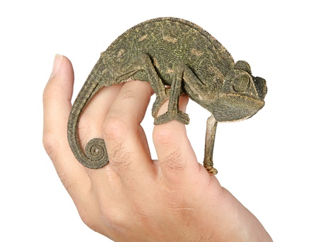 Close up of chameleon sitting on  fingersの写真素材