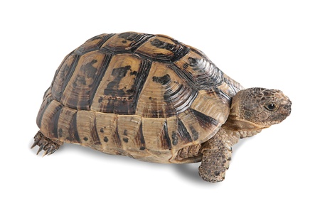 Close up of greek tortoiseの写真素材