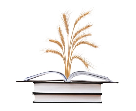Wheat growing from bookの写真素材