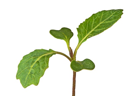 Cabbage seedling isolated on white backgroundの写真素材