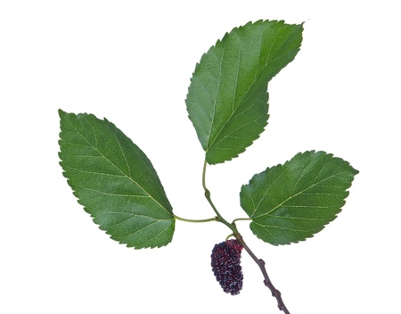 Black mulberry isolated on white background