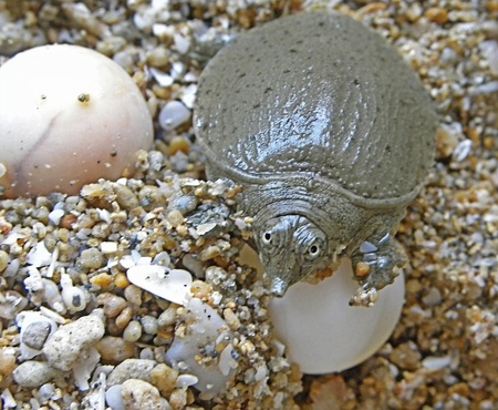 Baby soft-shell turtle and eggs                               の写真素材