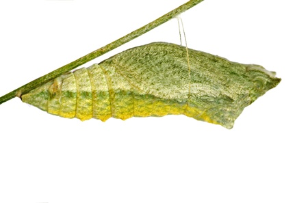 Pupae of  butterflyの写真素材