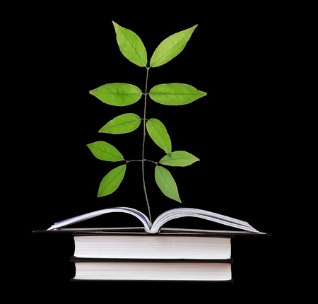 sapling growing from open bookの写真素材